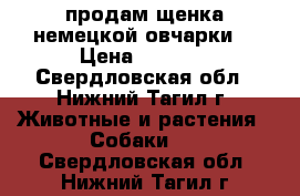 продам щенка немецкой овчарки. › Цена ­ 3 500 - Свердловская обл., Нижний Тагил г. Животные и растения » Собаки   . Свердловская обл.,Нижний Тагил г.